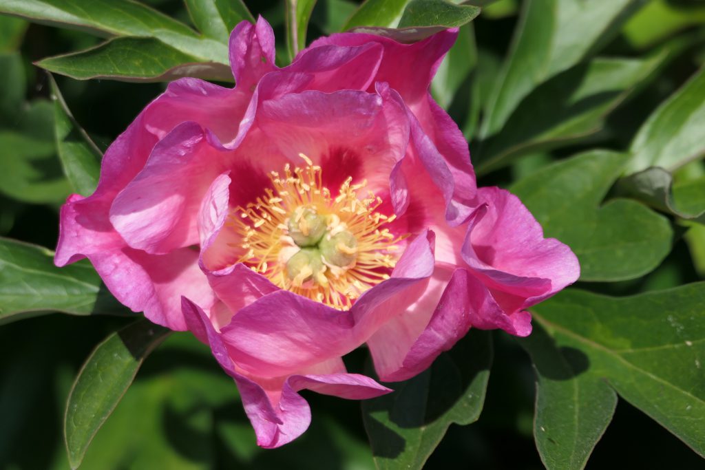 Rosy Future