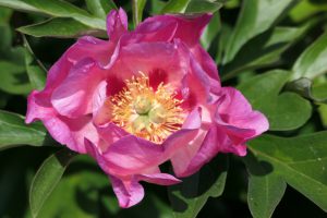 Rosy Future