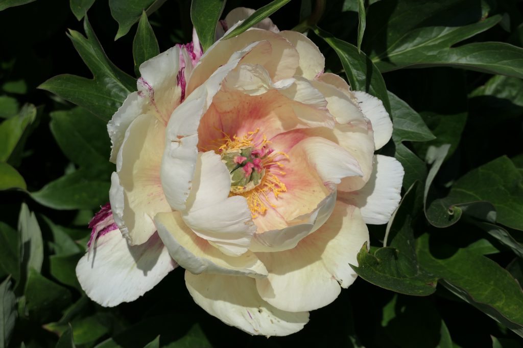 Royal Blush