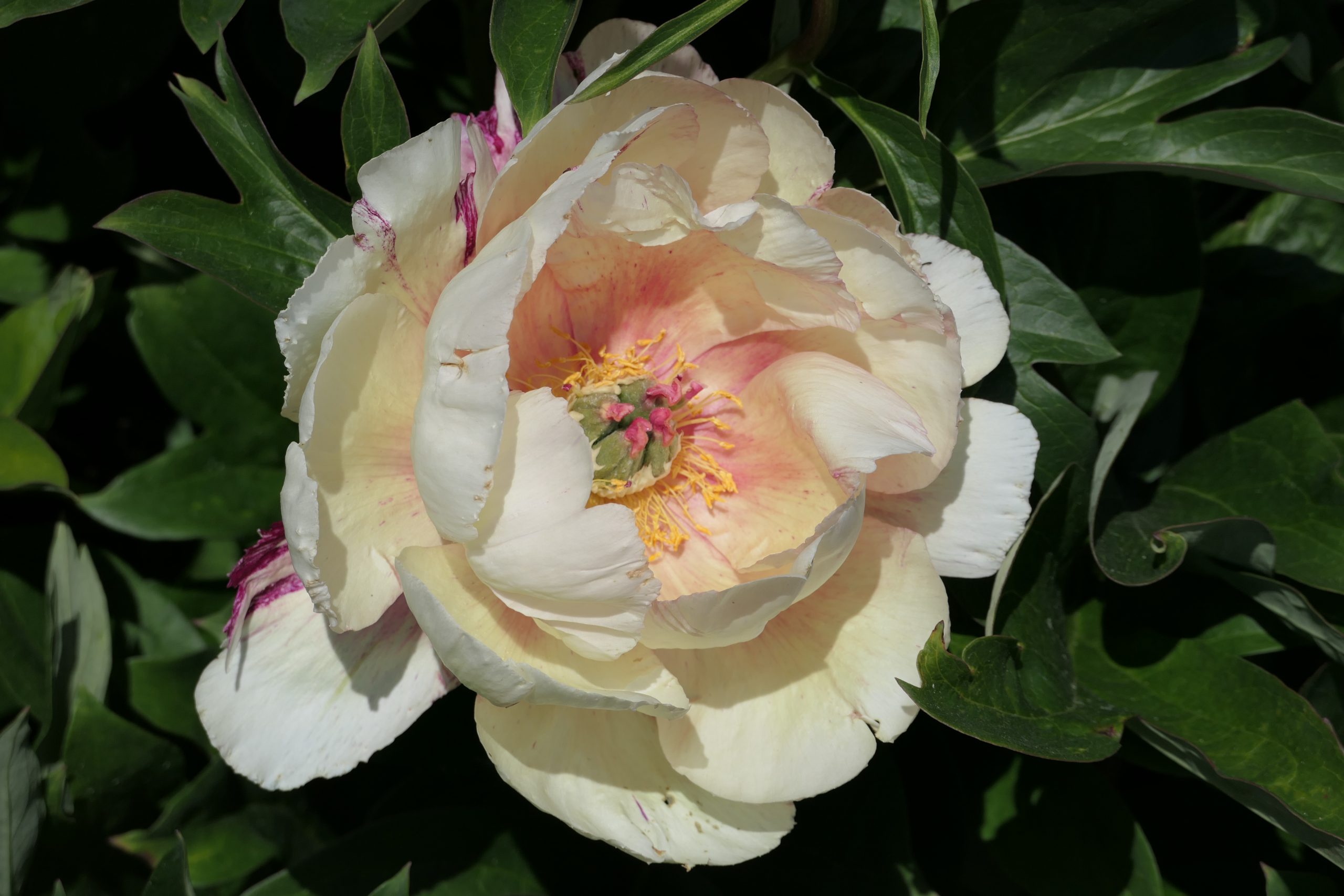 Royal Blush