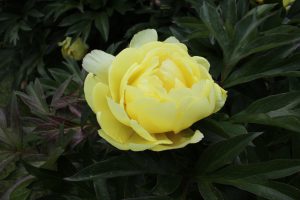 Smith Family Yellow_peony