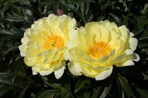 SMITH FAMILY YELLOW