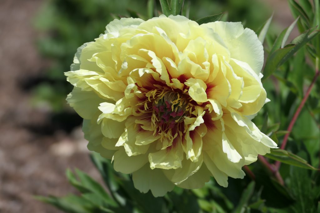 Sonoma Yedo_peony