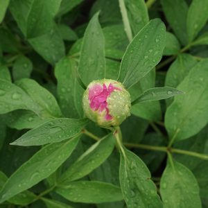 Joyful Adornment_peony