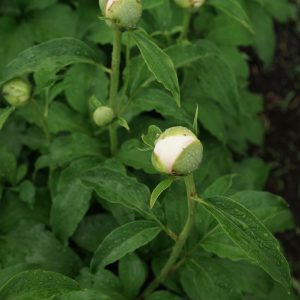 Joyful Note_peony