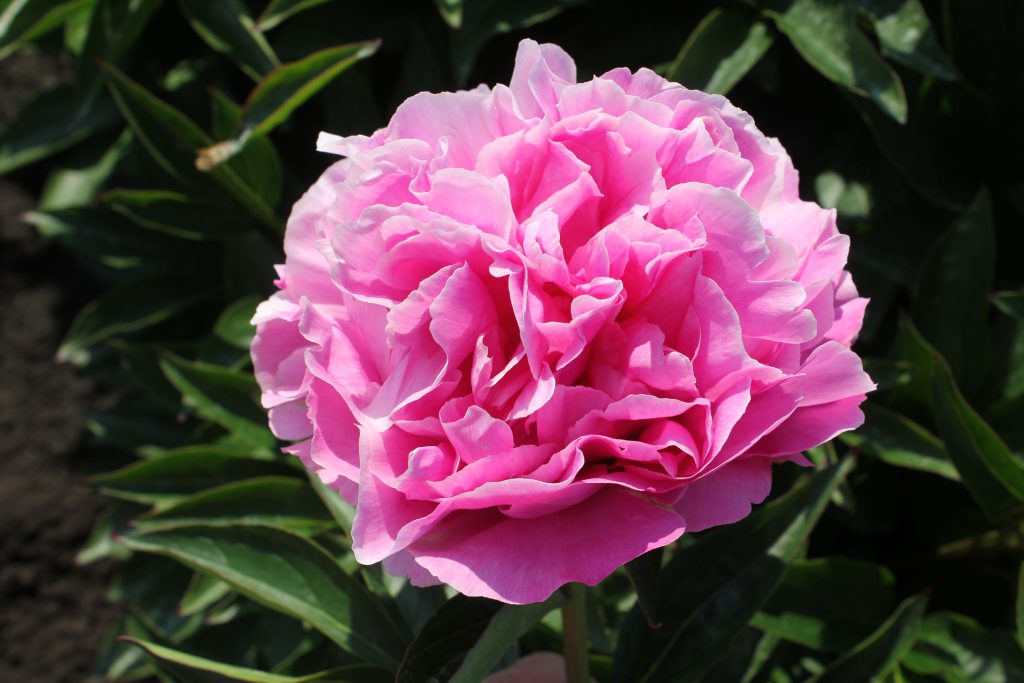 Think Pink