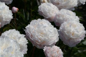 VICTORIAN BLUSH_peony