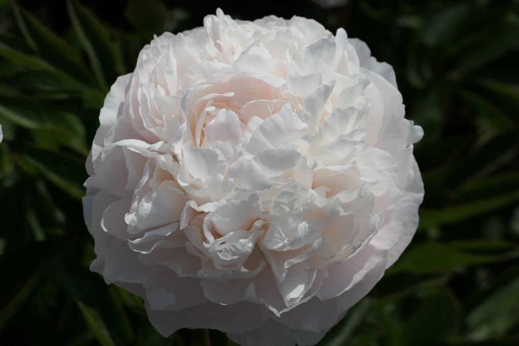 VICTORIAN BLUSH