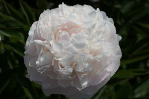 VICTORIAN BLUSH