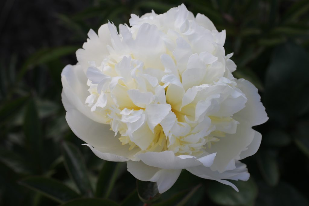 White Charm