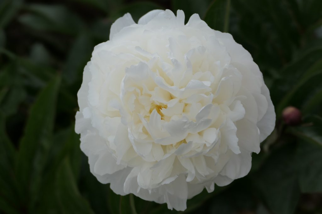 White Ivory