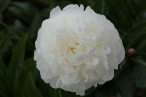 White Ivory