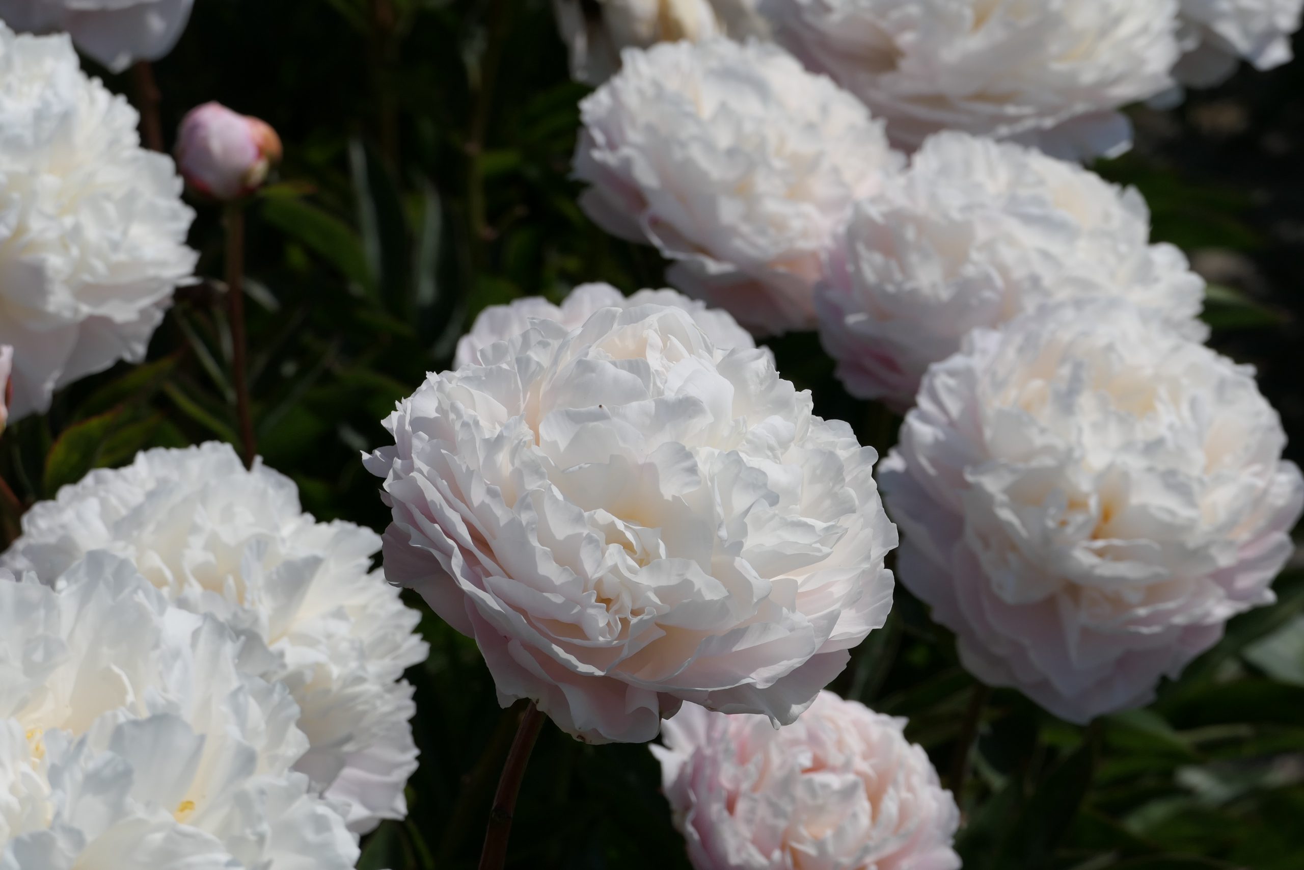 blooming time peonies