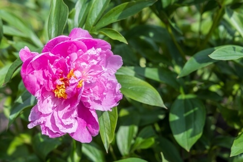 do peonies bloom all dummer long