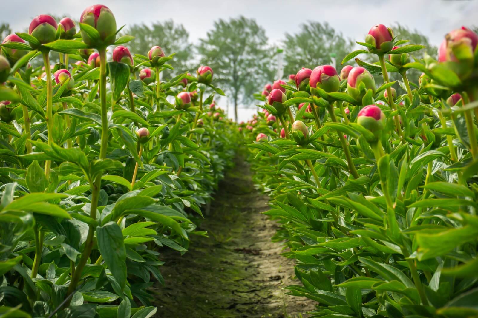 peonies grow best