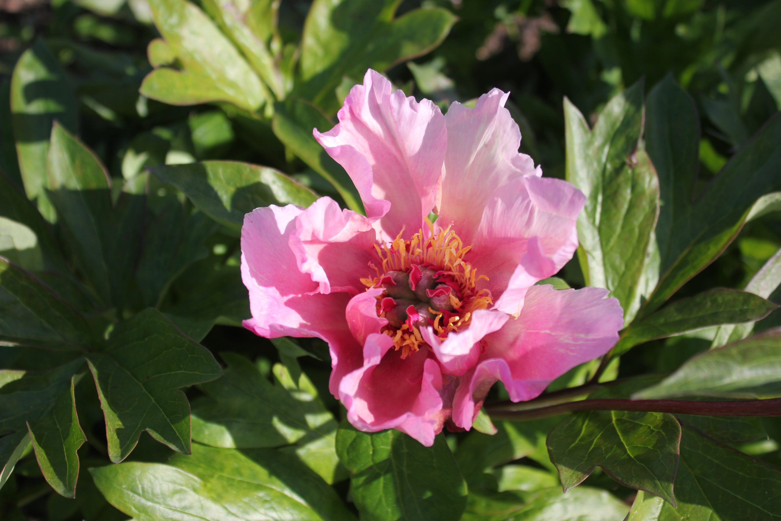 peonies in summer