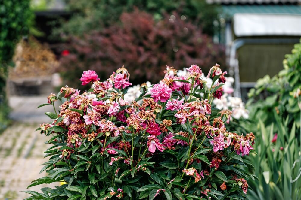 peony blooms die