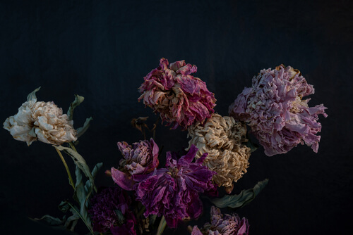 peony flower dies
