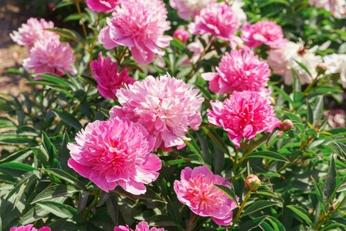 where to plant peonies