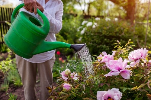 how to water peonies