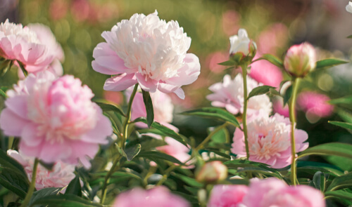 importance sunlight peonies