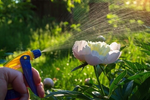 peonies watering
