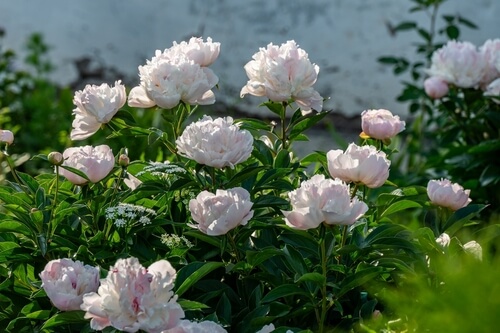 peonies with other flowers