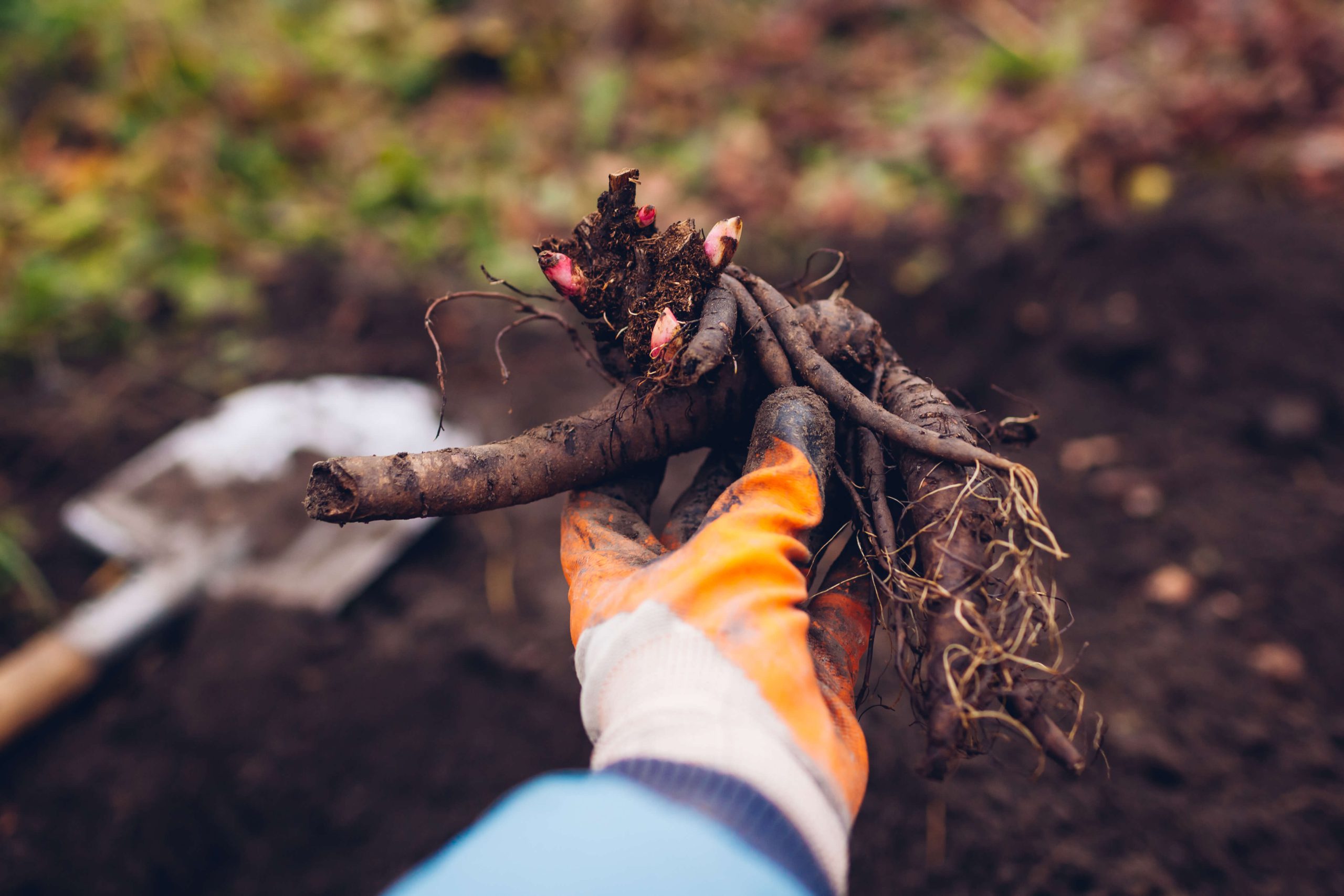 cutting peony roots in water