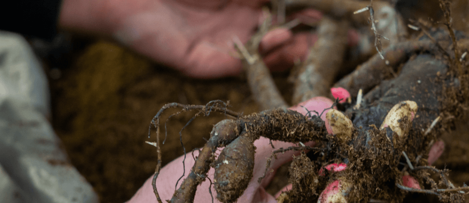 root peony cuttings water