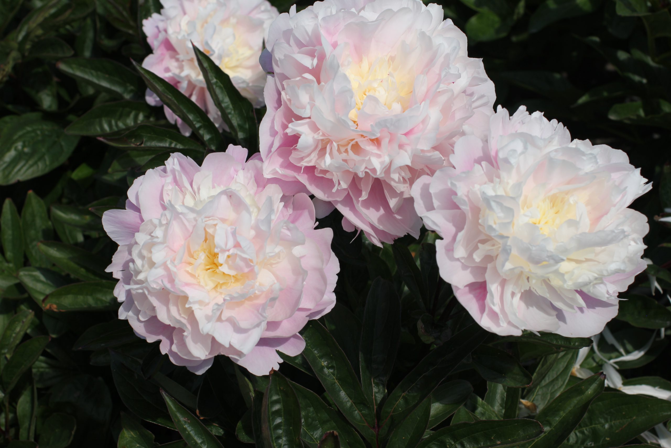the most popular peonies