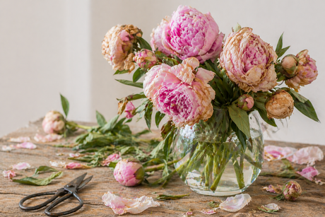 tips to keep peonies fresh