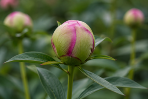 how to open peonies