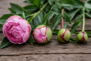 steps to get peonies to open