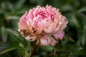 peonies changing color