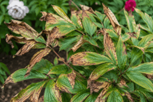 peony leaves turning brown